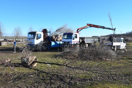 Városszerte elkezdődtek a tavaszi faültetések Székesfehérváron